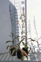 Digitalis purpurea   pot 9x9 cm