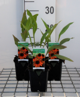 Echinacea 'Tiki Torch'   pot 9x9 cm  