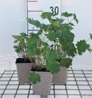Geranium 'Joy'   pot 9x9 cm  