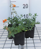 Helianthemum 'Bronzeteppich'   pot 9x9 cm  