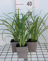 Hemerocallis 'Crimson Pirate'   pot 9x9 cm  