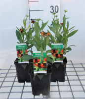 Helenium 'Kupferzwerg'   pot 9x9 cm