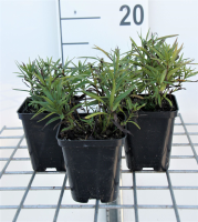 Inula ensifolia   pot 9x9 cm