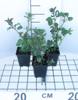 Lamium maculatum   pot 9x9 cm