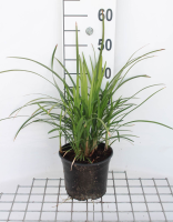 Liriope muscari 'Big Blue'   pot 3L  