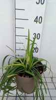 Liriope muscari 'Monroe White'   pot 3L  