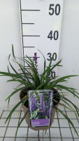 Liriope muscari 'Royal Purple'   pot 3L