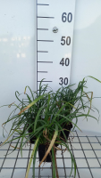 Liriope spicata   pot 9x9 cm