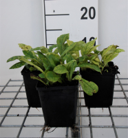 Pulmonaria angustifolia 'Azurea'   pot 9x9 cm  