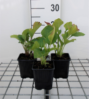 Rudbeckia occidentalis 'Green Wizard'   pot 9x9 cm  