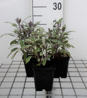 Salvia officinalis 'Tricolor'   pot 9x9 cm (Salie 'Driekleurige Salie   Tricolor')  