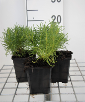 Heiligenbloem, cypressenkruid, olijfkruid   pot 9x9 cm (Santolina rosmarinifolia)  