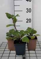 Salvia sclarea   pot 9x9 cm (Scharlei)  