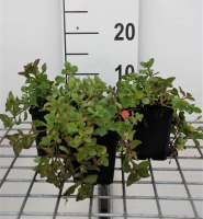 Sedum spurium 'Purpurteppich'   pot 9x9 cm  