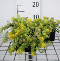 Sedum reflexum 'Angelina'   pot 9x9 cm  