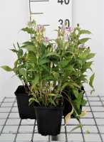 Tricyrtis hirta   pot 9x9 cm  