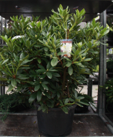 Rhododendron 'Cunningham's White'   pot 30L   80 100 cm  