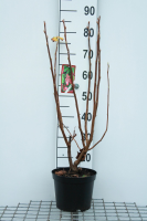 Ribes odoratum   pot   50 60 cm  