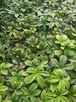 Rodgersia 'Dark Pokers'   pot 9x9 cm