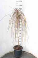 Salix caprea 'Kilmarnock'   pot 18L   halfstam boom