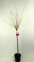 Salix integra 'Flamingo'   pot   geënt op stamhoogte 80 cm