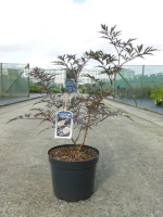 Sambucus nigra 'Eva' (Black Lace)   pot 12L   80 100 cm