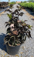 Sambucus nigra 'Eiffel1' (Black Tower)   pot 10L   60 80 cm