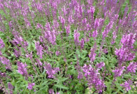 Salvia nemorosa 'Pink Friesland'   pot 9x9 cm  
