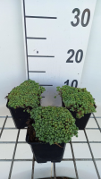 Sedum hispanicum   pot 9x9 cm  