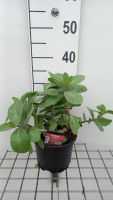 Sedum 'Matrona'   pot 2L  
