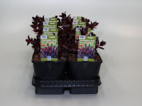 Sedum telephium 'Touchdown Teak'   pot 9x9 cm