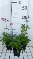 Silene dioica   pot 9x9 cm  
