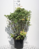 Sorbaria sorbifolia 'Sem'   pot 12L   60 80 cm