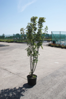 Stachyurus praecox   pot   80 100 cm