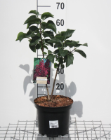 Syringa vulgaris 'Andenken an Ludwig Späth' (Ludwig Spaeth)   pot   50 60 cm