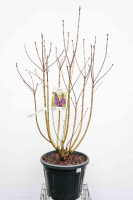 Syringa vulgaris 'Andenken an Ludwig Späth' (Ludwig Spaeth)   pot 35L   125 150 cm