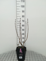 Syringa vulgaris 'Belle de Nancy'   pot   50 60 cm