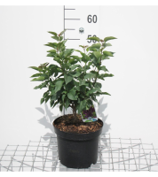 Syringa vulgaris 'Charles Joly'   pot   50 60 cm