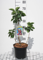 Syringa vulgaris 'Katherine Havemeyer'   pot   50 60 cm