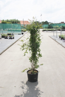 Syringa vulgaris 'Mme Lemoine'   pot   50 60 cm