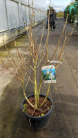 Syringa vulgaris 'Mme Lemoine'   pot 35L   125 150 cm