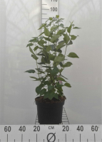 Syringa vulgaris 'Michel Buchner'   pot   50 60 cm