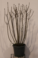 Syringa vulgaris 'Michel Buchner'   pot 35L   125 150 cm