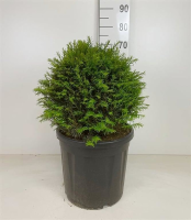Taxus baccata   pot   bolvorm diameter 45+ cm