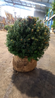 Taxus baccata   aardekluit   bolvorm diameter 40+ cm
