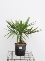 Trachycarpus fortunei   pot 5L
