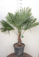 Trachycarpus fortunei   pot 35L   geënt op stamhoogte 30 40 cm