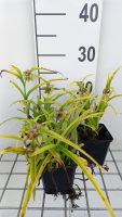 Tradescantia 'Sweet Kate'   pot 9x9 cm