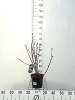 Viburnum x bodnantense 'Charles Lamont'   pot   50 60 cm