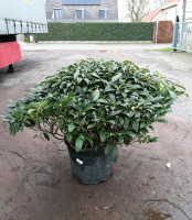 Viburnum davidii   pot 50L   100 125 cm